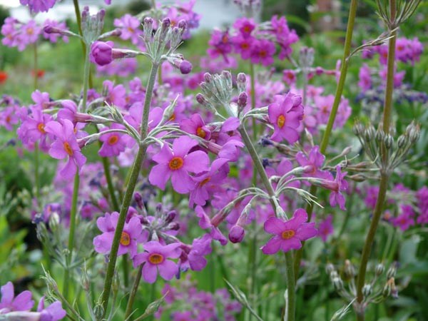 Primula beesiana (Etagen-Primel)