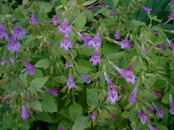 Calamintha grandiflora (Grossblütige Bergminze)