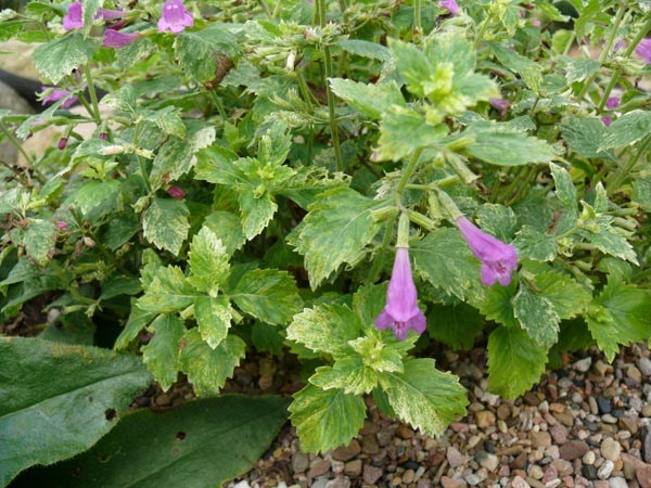 Calamintha grandiflora 'Variegata' (Panaschierte Bergminze)