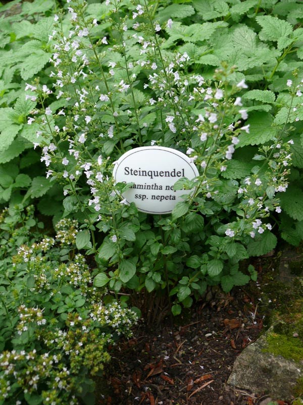 Calamintha nepeta ssp. nepeta (Steinquendel)