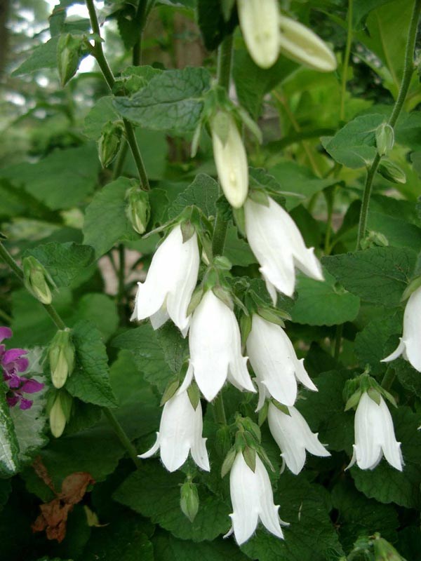 Campanula alliarifolia (Lauchkraut Glockenblume)