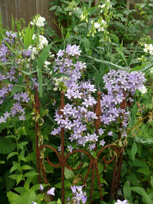 Campanula lactiflora 'Loddon Anne' (Riesen-Dolden-Glockenblume)