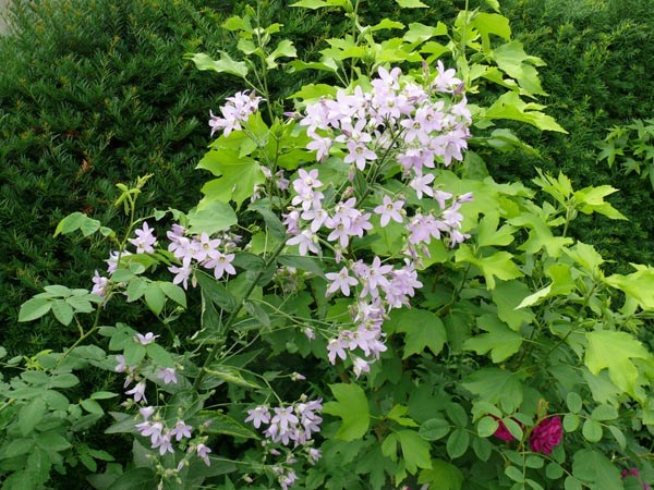 Campanula lactiflora 'Loddon Anne' (Riesen-Dolden-Glockenblume)