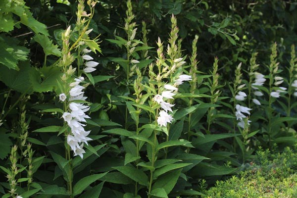 Campanula latifolia var. macrantha 'Alba’ (Weiße Waldglockenblume)