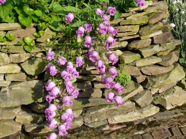 Campanula medium 'Gefüllte Mischung' (Gefüllte Marienglockenblume)