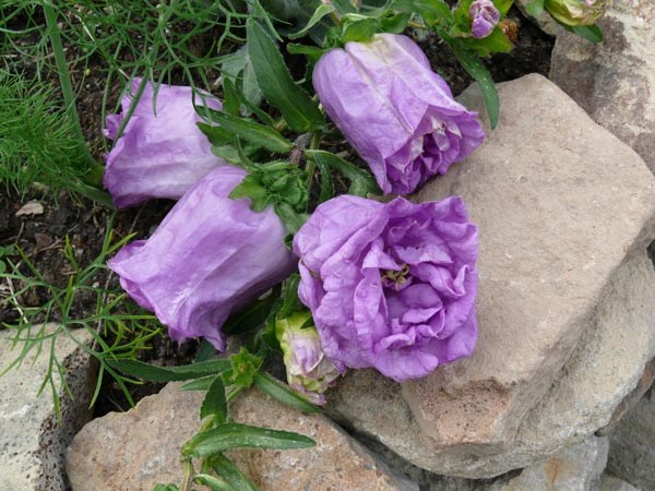 Campanula medium 'Gefüllte Mischung' (Gefüllte Marienglockenblume)
