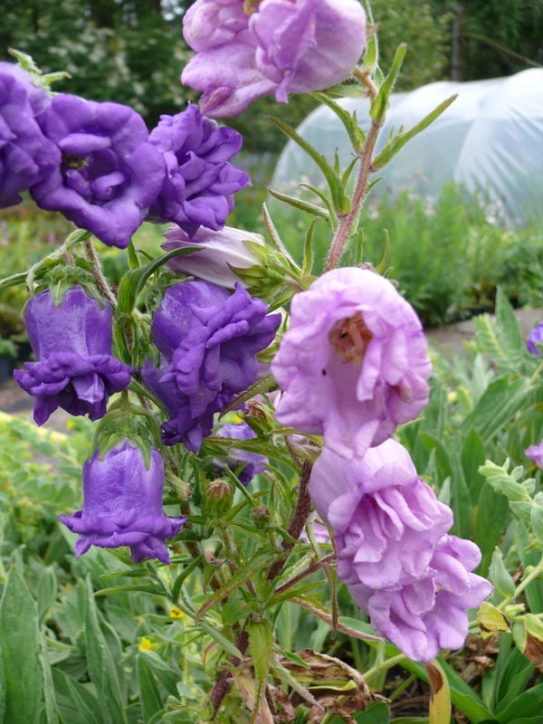 Campanula medium 'Gefüllte Mischung' (Gefüllte Marienglockenblume)