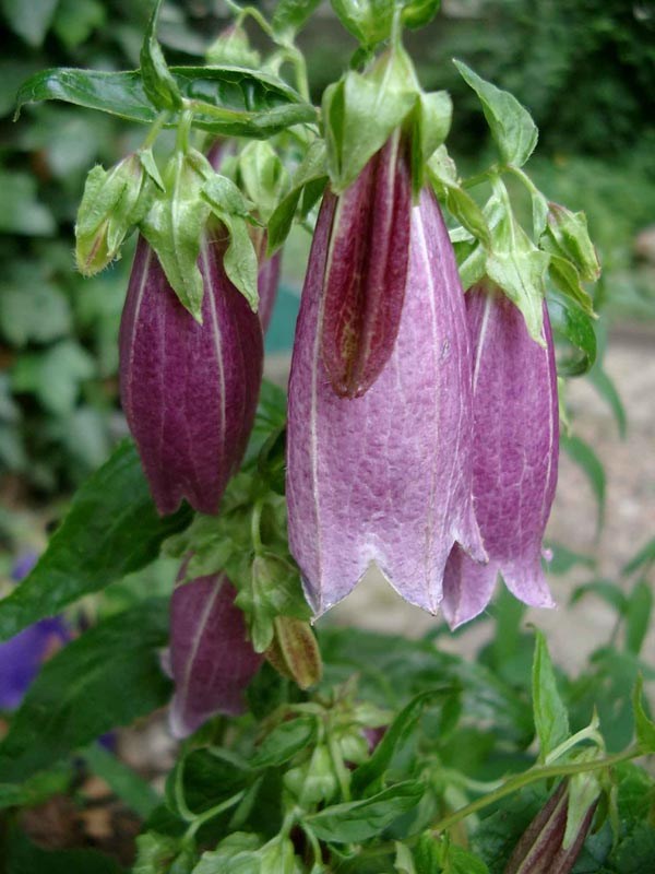 Campanula punctata ’Rubriflora’ (Japanglockenblume)