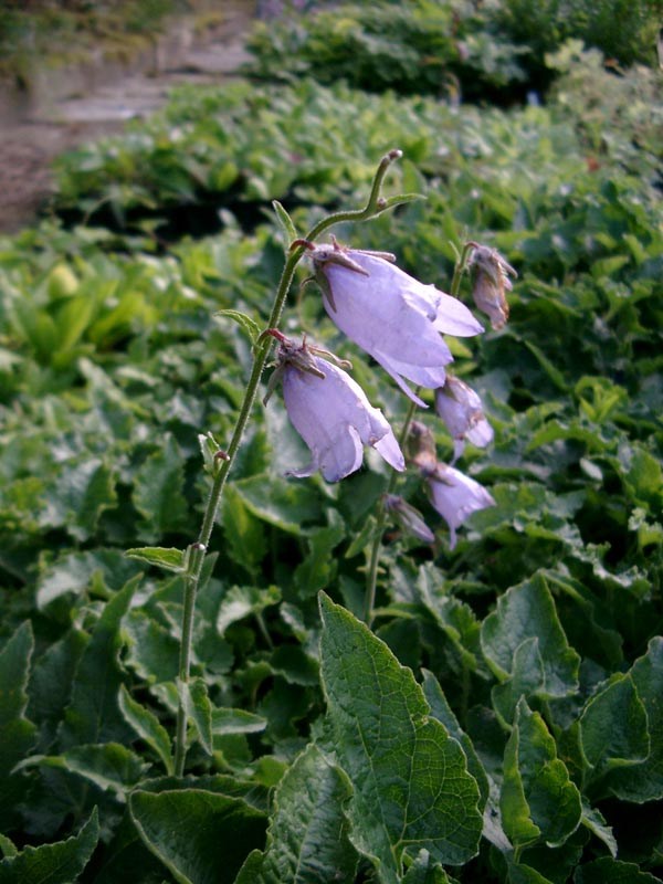 Campanula sarmatica (Sarmatische-Glockenblume)