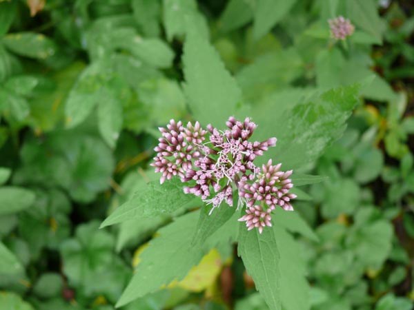Eupatorium cannabinum (Wasserdost)