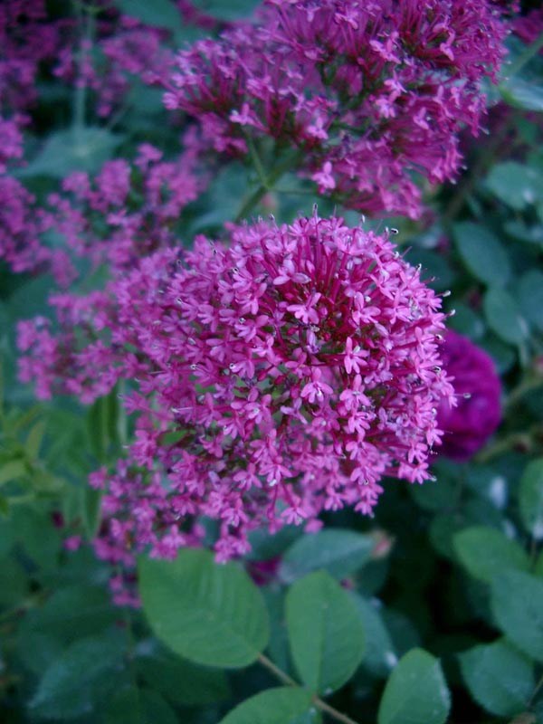 Centranthus ruber `Coccineus` (Rote Spornblume)