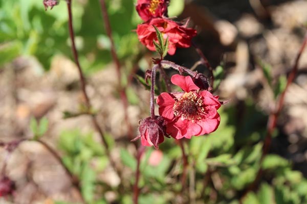 Geum rivale 'Flames of Passion' (Nelkenwurz)