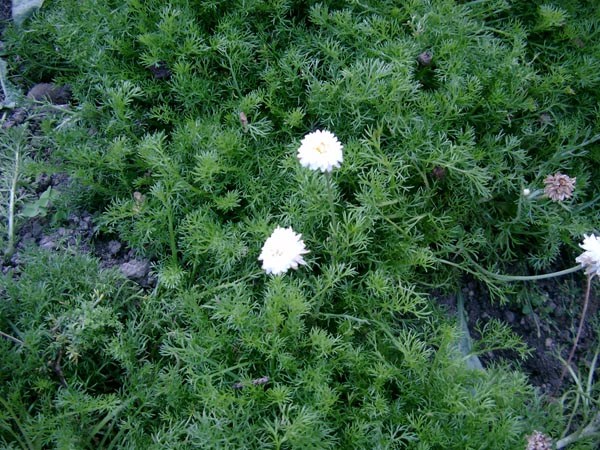 Chamaemelum nobile 'Plenum' (Römische Kamille)