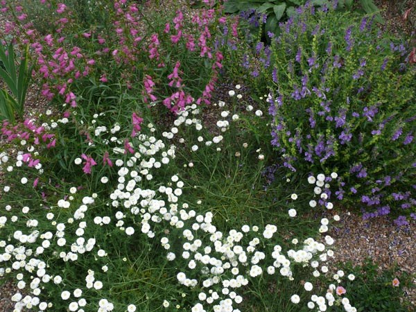 Chamaemelum nobile 'Plenum' (Römische Kamille)