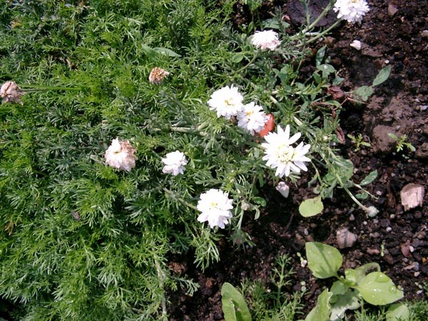 Chamaemelum nobile 'Plenum' (Römische Kamille)