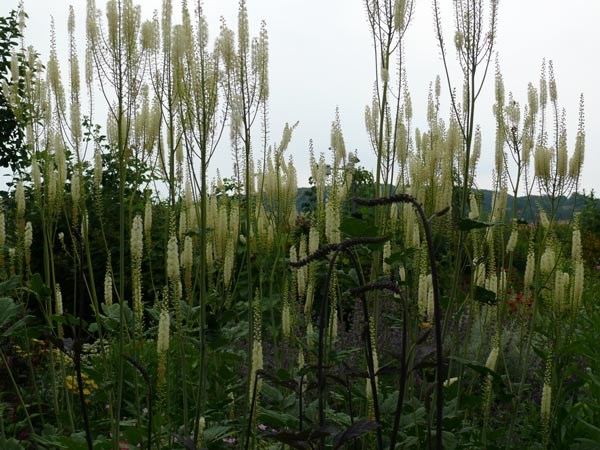 Cimicifuga racemosa (Juli-Silberkerze)