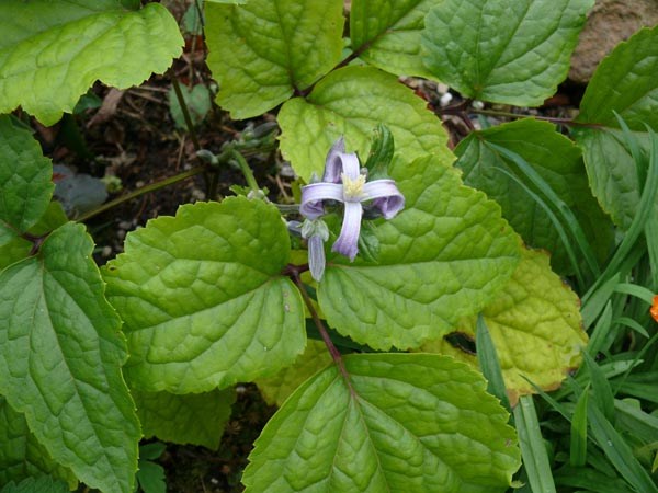 Clematis heracleifolia (Krautige Waldrebe)