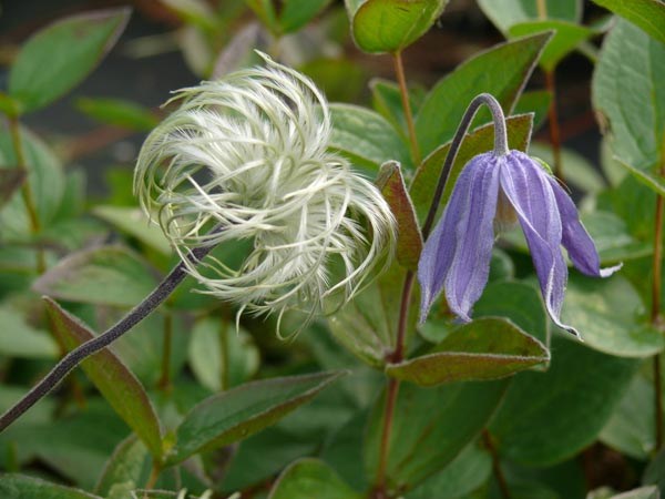 Clematis integrifolia (Ganzblättrige Waldrebe)