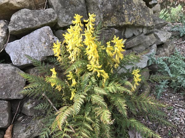 Corydalis cheilanthifolia (Farnblättriger Lerchensporn)