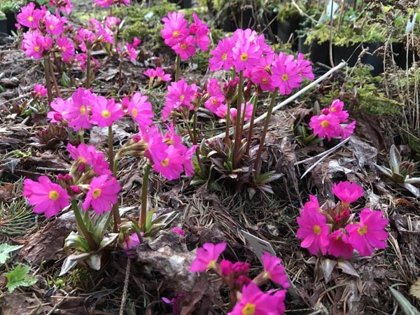 Primula rosea 'Gigas' (Rosen-Primel)