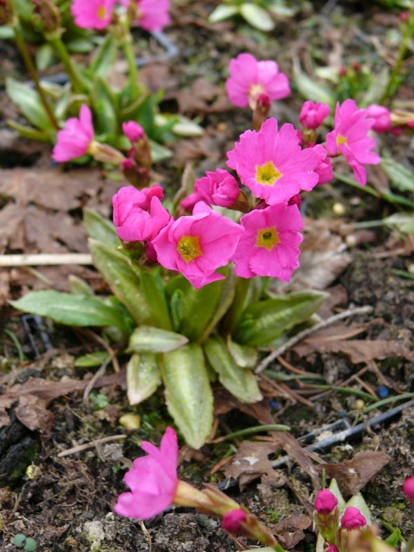 Primula rosea 'Gigas' (Rosen-Primel)
