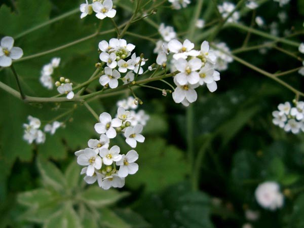Crambe cordifolia (Meerkohl)