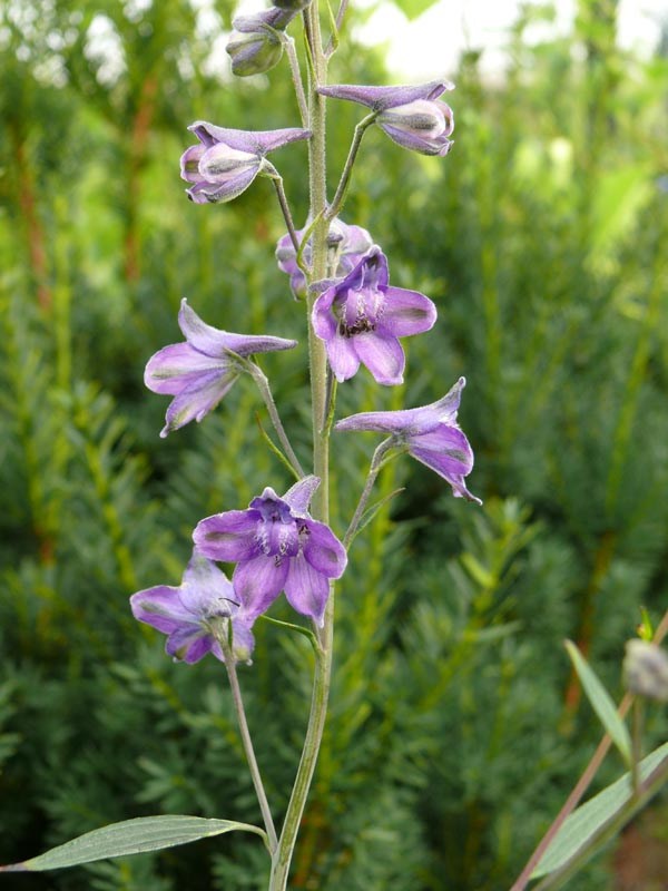Delphinium exaltatum (Rispiger Rittersporn)