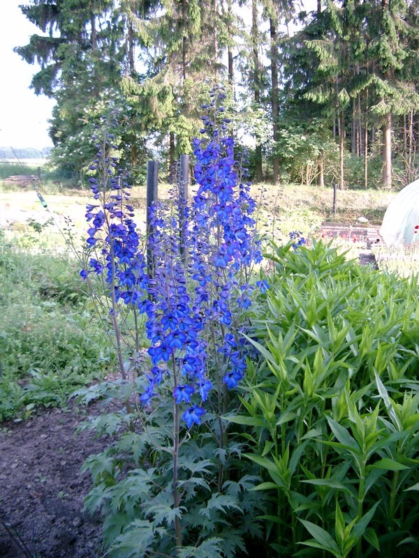 Delphinium x cultorum 'Finsteraarhorn' (Rittersporn)