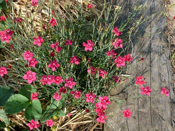 Dianthus deltoides 'Leuchtfunk' (Rote Heidenelke)