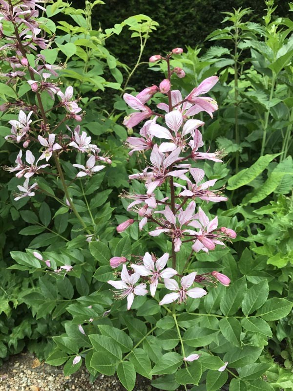 Dictamnus albus var. purpureus (Diptam, Brennender Busch)