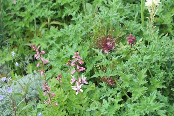 Dictamnus albus var. purpureus (Diptam, Brennender Busch)