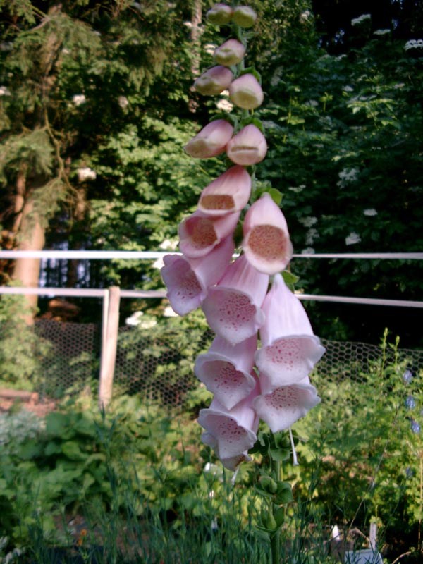 Digitalis purpurea 'Apricot' (Apricotfarbener Fingerhut)