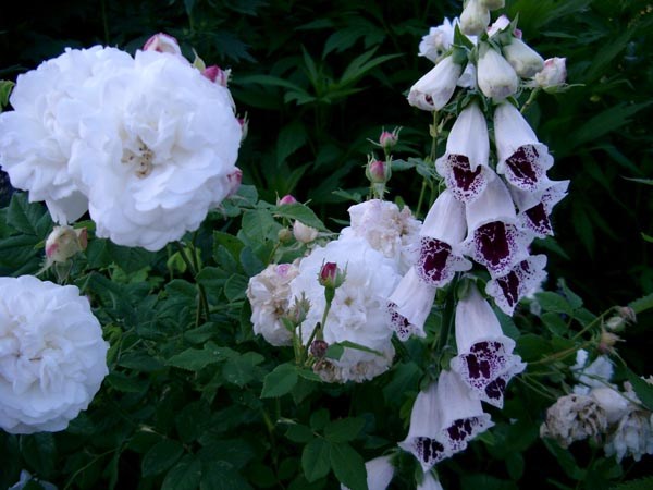 Digitalis purpurea 'Pam's Choice' (Gefleckter Fingerhut)