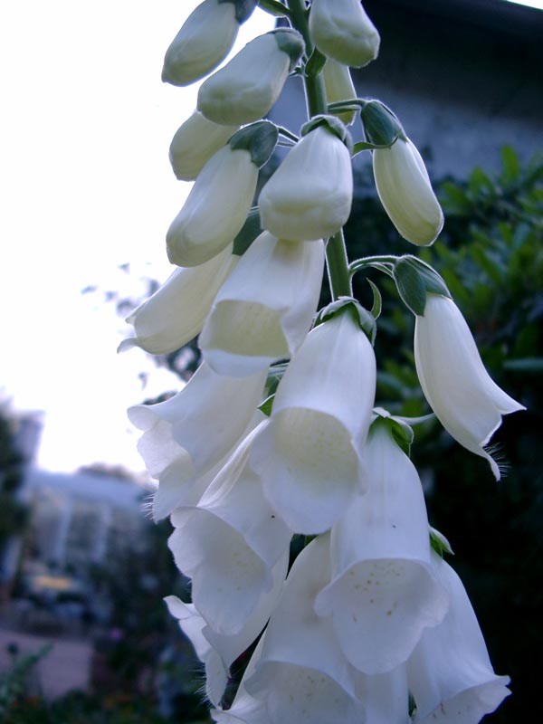 Digitalis purpurea 'Snow Thimble' (Weißer Fingerhut)