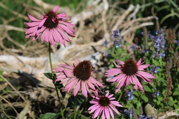 Echinacea purpurea 'Doppeldecker' (Etagen-Sonnenhut)