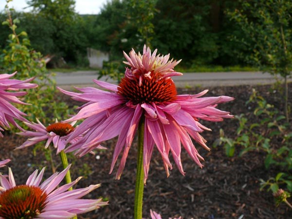 Echinacea purpurea 'Doppeldecker' (Etagen-Sonnenhut)