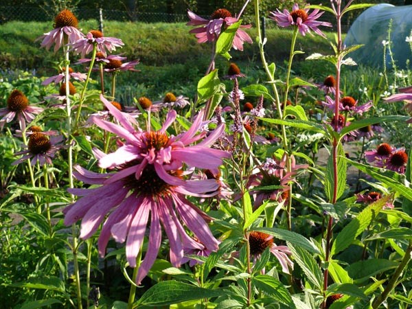 Echinacea purpurea 'Doppeldecker' (Etagen-Sonnenhut)