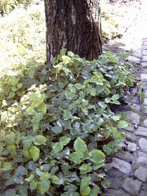Epimedium x perralchicum ’Frohnleiten’ (Gelbe Elfenblume)