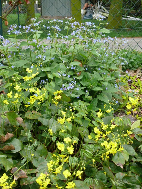 Epimedium x perralchicum ’Frohnleiten’ (Gelbe Elfenblume)