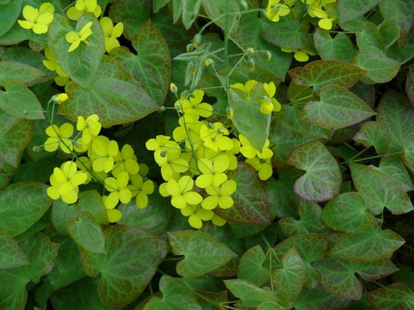 Epimedium x perralchicum ’Frohnleiten’ (Gelbe Elfenblume)
