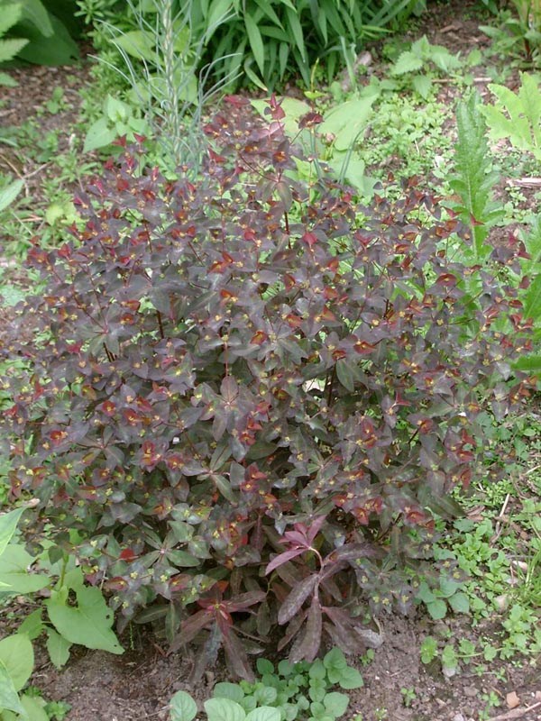 Euphorbia dulcis ’Chameleon’ (Süße Wolfsmilch)