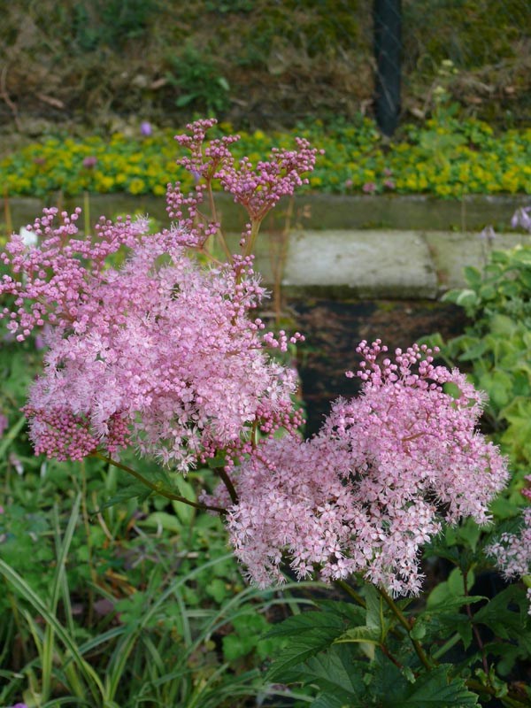 Filipendula rubra 'Venusta' (Amerikanische-Scheinspiere)