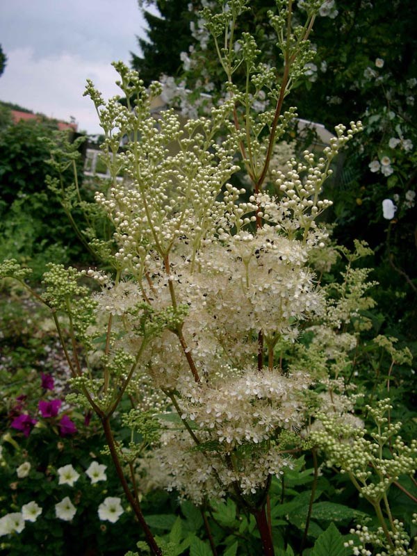 Filipendula vulgaris (Heimische Rüsterstaude)