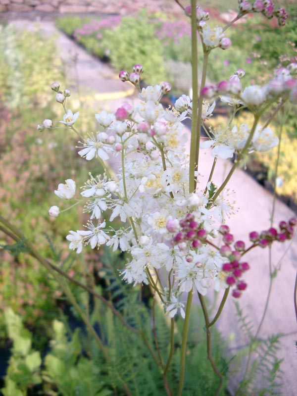 Filipendula vulgaris (Heimische Rüsterstaude)