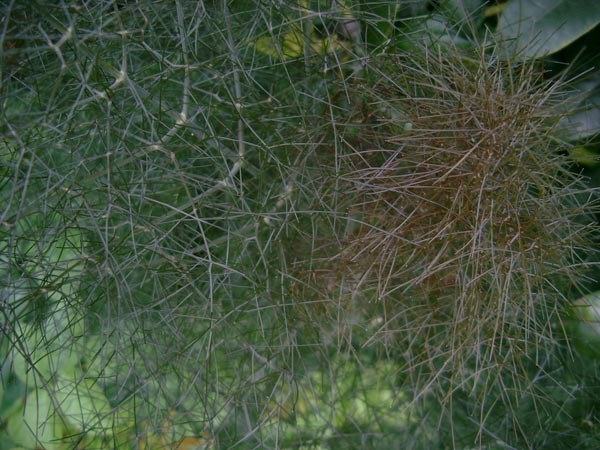 Foeniculum vulgare ’Rubrum’ (Bronze-Fenchel)