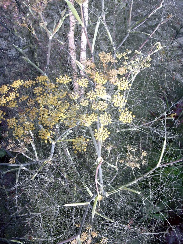 Foeniculum vulgare ’Rubrum’ (Bronze-Fenchel)