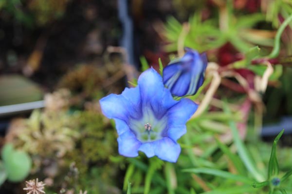 Gentiana sino-ornata (Enzian)