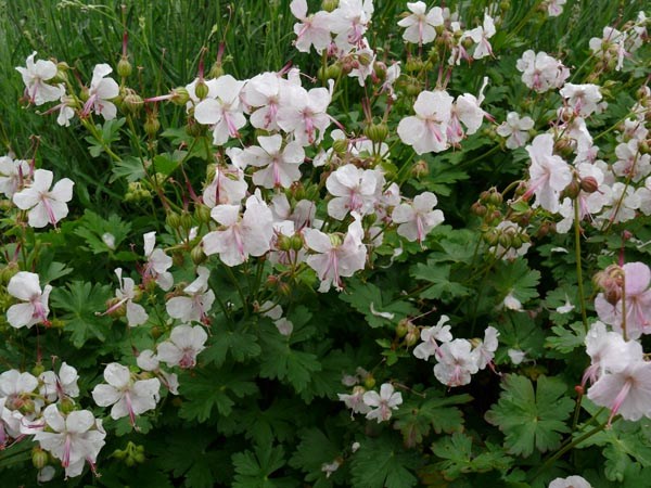 Geranium cantabrigiense 'Biokovo' (Cambridge-Storchschnabel)