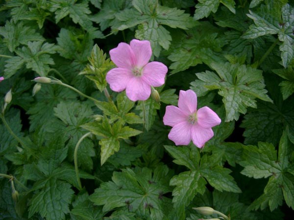 Geranium endressii 'Wargrave Pink' (Pyrenäen-Storchschnabel)