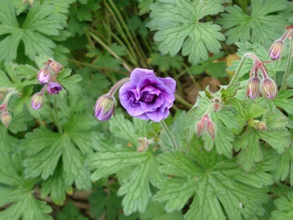 Geranium himalayense ’Plenum’ (Gefüllter Himalaya Storchschnabel)